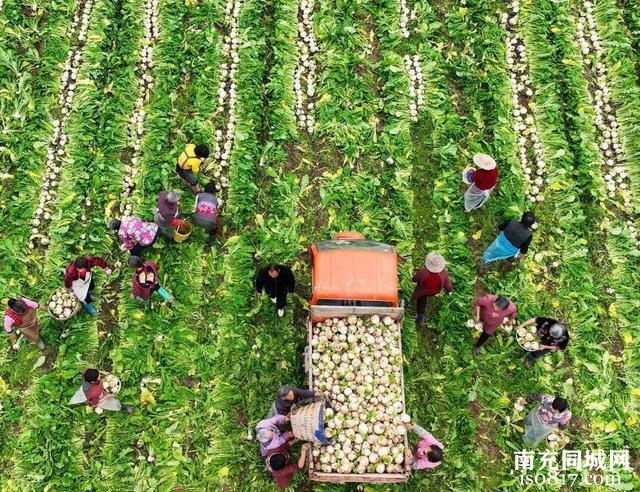 中坝萝卜出口韩国做泡菜，四川蓬安河滩地大力发展萝卜产业丨扬帆奋进30年㉑-1.jpg