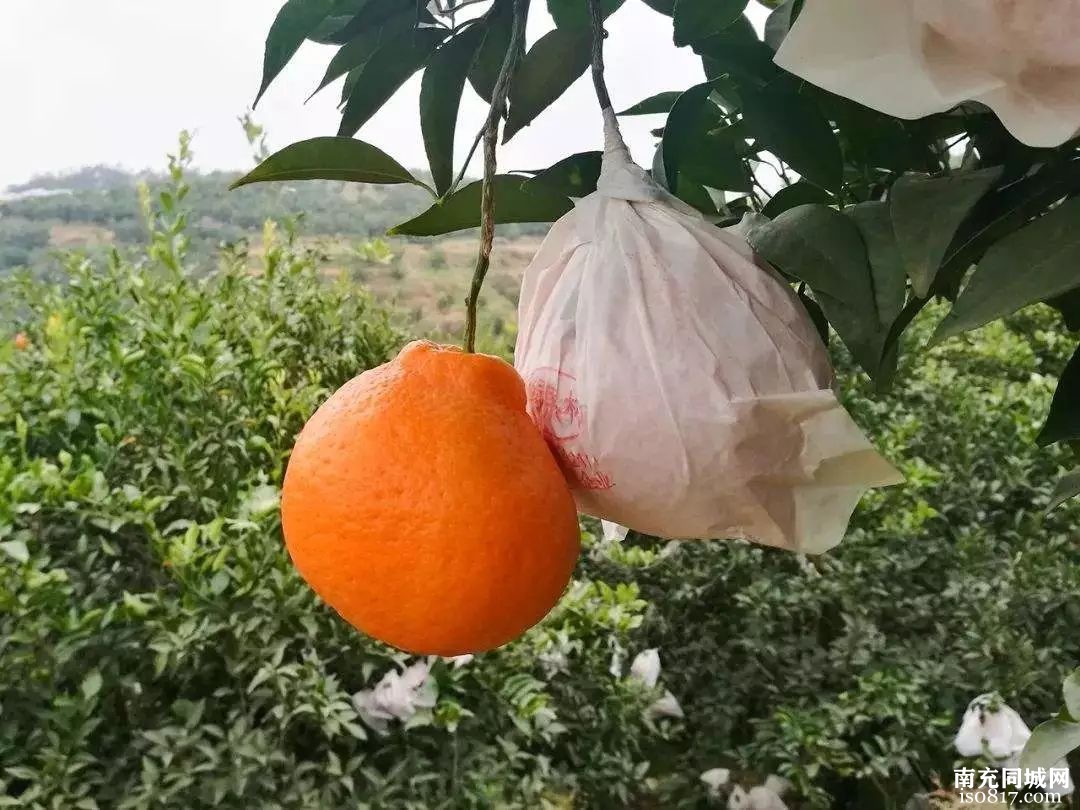 南充打造200万亩晚熟柑橘，决胜未来还是最后的疯狂？-y8.jpg