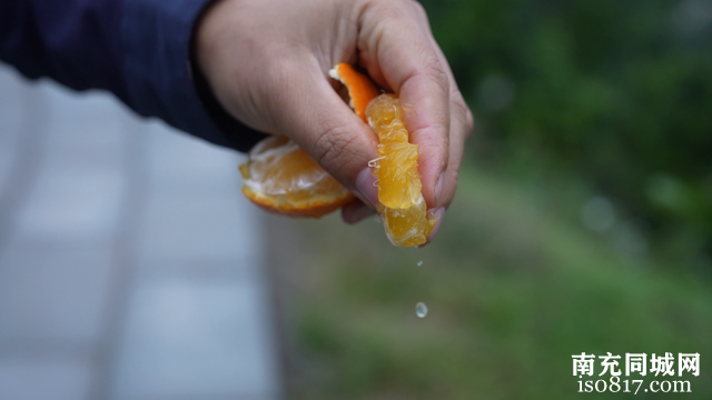 慕·遇西充 | 90后山村守护人，打造橘林深处的世外桃源！-10.jpg