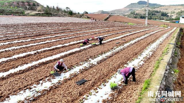 科技进田 稳粮增收添动力——仪陇春耕备耕一线见闻-2.jpg