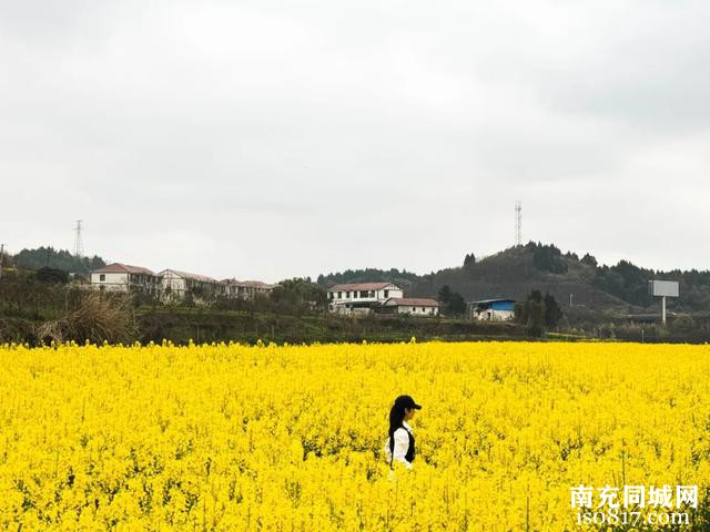 到西充看春天│春风十里，不如一起赏花去！-8.jpg