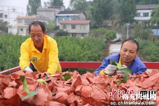 南充顺庆：“酸柠檬”成为增收“甜果果”-2.jpg