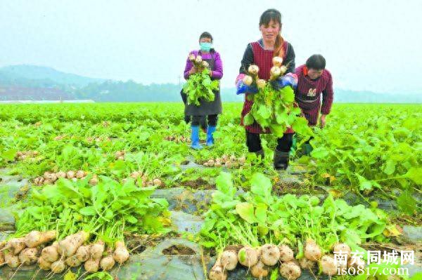 蓬安县15000亩白萝卜种植基地整体完成海关出口备案-1.jpg