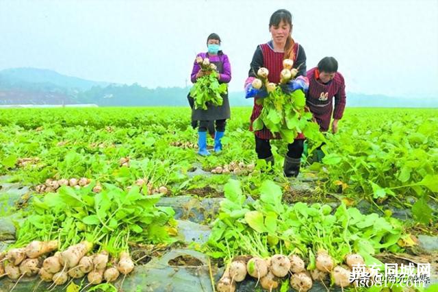 蓬安县15000亩白萝卜种植基地整体完成海关出口备案 实现一次性备案萝卜种植业主23家，预计年总产量超10万吨-1.jpg