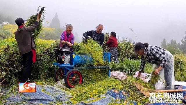 南充仪陇：撂荒地变身花海 药菊花开遍地“金”-3.jpg