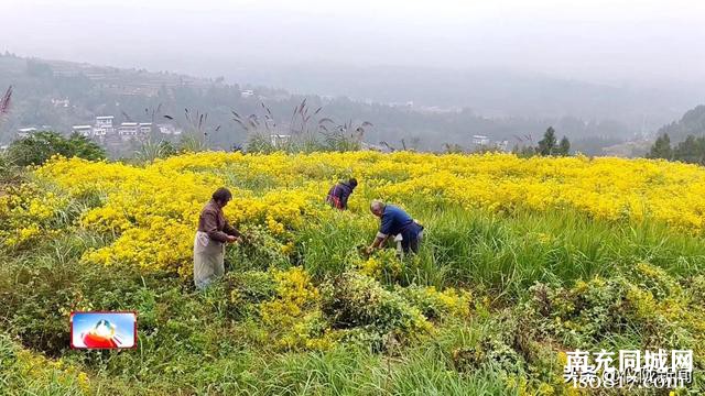 南充仪陇：撂荒地变身花海 药菊花开遍地“金”-2.jpg