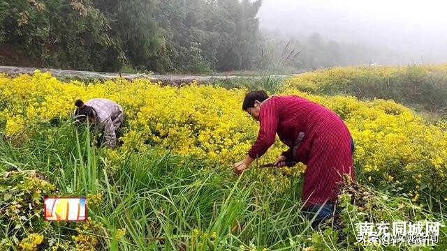 南充仪陇：撂荒地变身花海 药菊花开遍地“金”-4.jpg