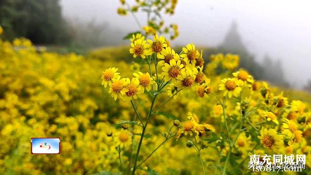 南充仪陇：撂荒地变身花海 药菊花开遍地“金”-8.jpg