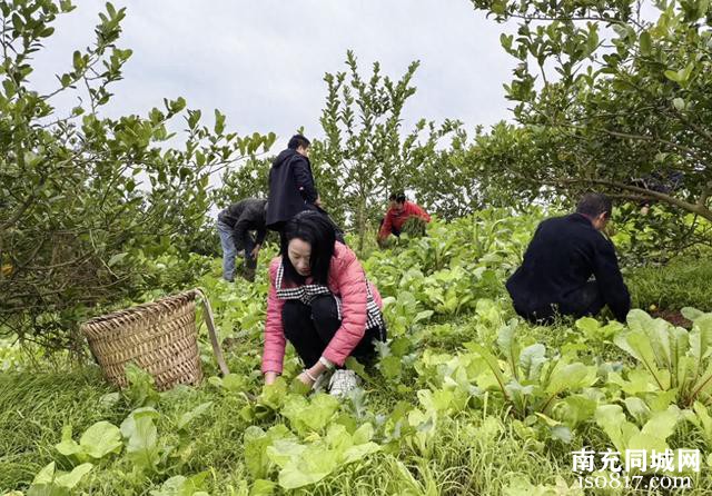 【“乡”约高坪看振兴】套种＋养殖 高坪区林下经济产值近3亿元-1.jpg