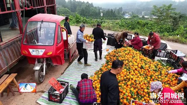 仪陇：改造低效产业园 推动柑橘丰产高产-5.jpg