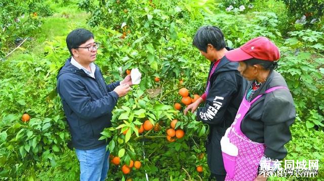 西充十万余亩柑橘陆续上市-3.jpg