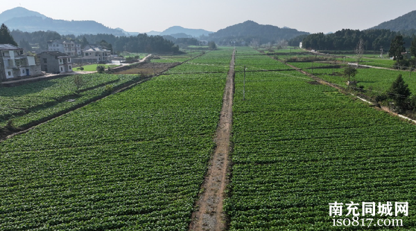 南充市扎实推进“九县百片”建设 奋力打造“天府粮仓”丘区样板-2.jpg