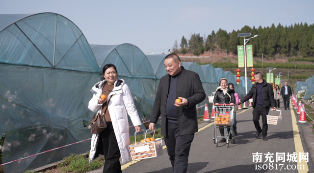 四川南充西充：柑橘喜丰收 游客采摘忙-3.jpg