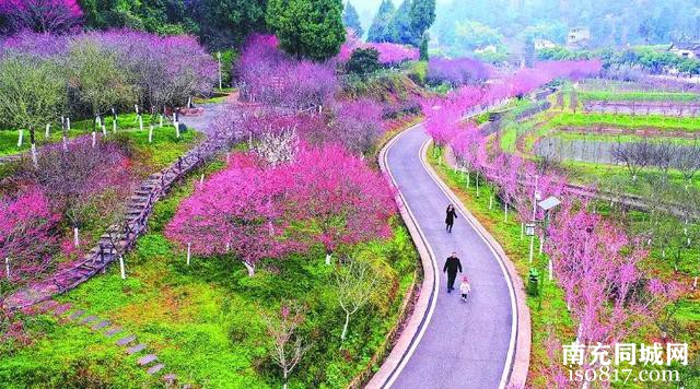 张澜故里景区：500余亩梅花绽放-2.jpg