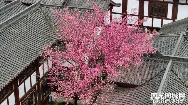 阆中：一城繁花正盛时！带你闯进南充的花花世界-6.jpg