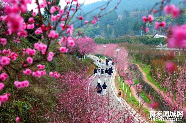 西充县一乡一季“梅花季”即将启动！-1.jpg