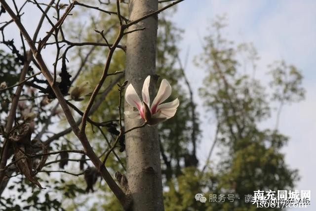 南充的这片“花花世界”，竟然藏在主城区~-6.jpg