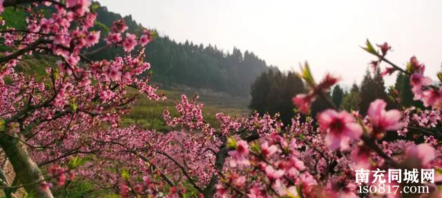 仪陇春季赏花指南 ——-12.jpg