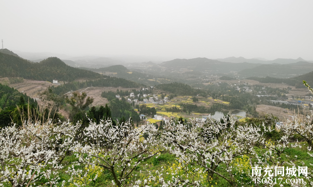 仪陇春季赏花指南 ——-16.jpg