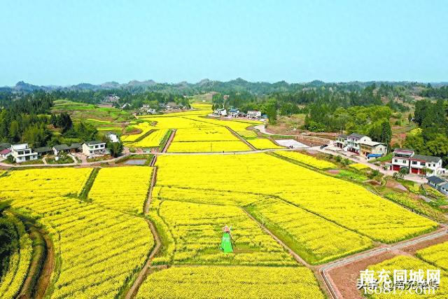 南充“赏花经济”活力十足-1.jpg