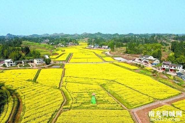 「南充」南充“赏花经济”活力十足-1.jpg