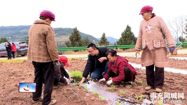 大春生产忙 复合种植来帮忙！-4.jpg