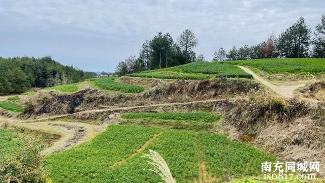 南充营山：兴产业富乡村，修道路畅民生-3.jpg