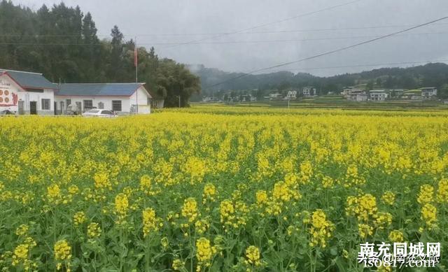 仪陇县回春镇劳动村！油菜花田趣享会来啦！-1.jpg