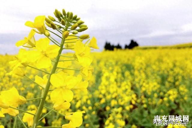 扩！西充油菜花最佳观赏期出炉！-1.jpg