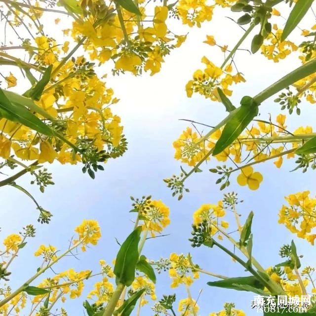 扩！西充油菜花最佳观赏期出炉！-3.jpg