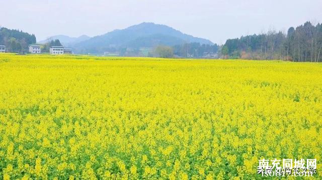 扩！西充油菜花最佳观赏期出炉！-5.jpg