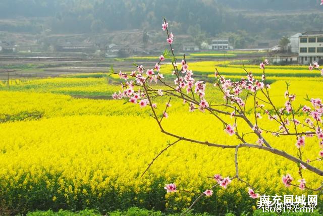 扩！西充油菜花最佳观赏期出炉！-9.jpg