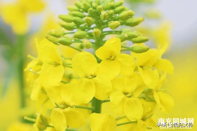 扩！西充油菜花最佳观赏期出炉！-11.jpg