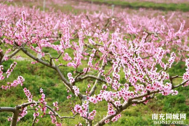 西充县第十三届桃花季即将浪漫启幕！邀您解锁春日限定浪漫~-4.jpg