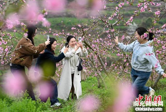 四川蓬安：桃李花竞相绽放 吸引众游客前来赏花游玩-2.jpg