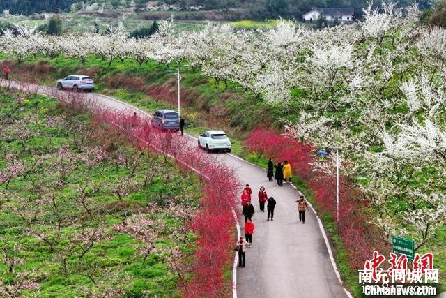 四川蓬安：桃李花竞相绽放 吸引众游客前来赏花游玩-5.jpg