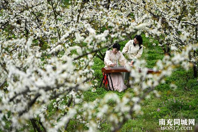 四川蓬安：桃李花开迎客来-4.jpg