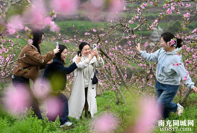 四川蓬安：桃李花开迎客来-5.jpg