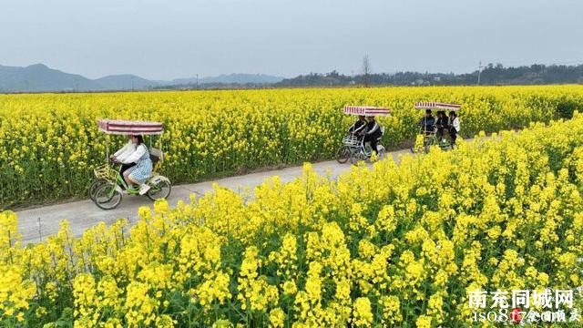 「南充」顺庆：渔溪镇2000亩油菜花“开进”春天里-3.jpg