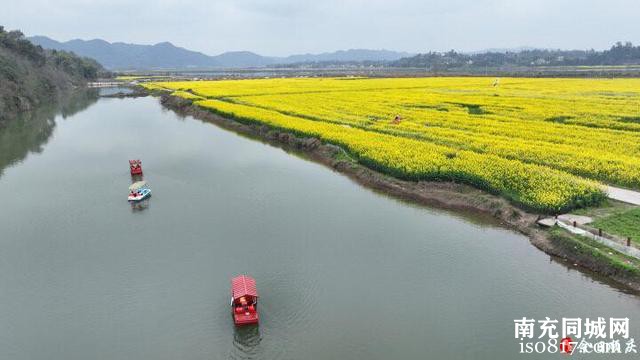 「南充」顺庆：渔溪镇2000亩油菜花“开进”春天里-7.jpg